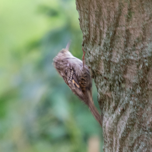 Agateador europeo (Certhia brachydactyla)