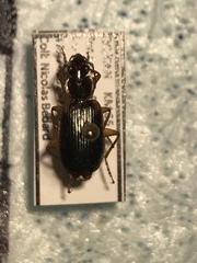 Cymindis limbata
