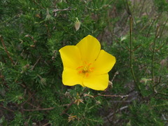 Balbisia verticillata