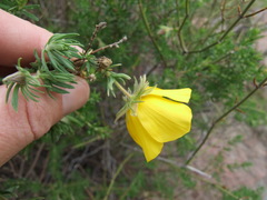 Balbisia verticillata