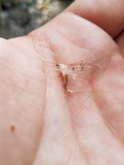 Stenacron interpunctatum