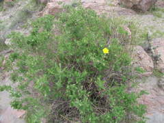 Balbisia verticillata