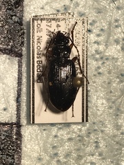 Patrobus longicornis