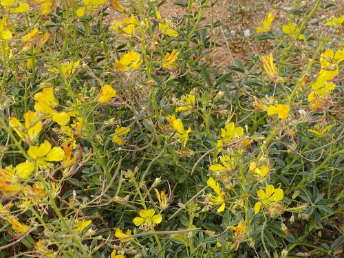 Image of Cleome foliosa by (c) Shaun Swanepoel, some rights reserved (CC BY)