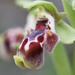 Ophrys umbilicata flavomarginata - Photo (c) purperlibel, some rights reserved (CC BY-SA), uploaded by purperlibel