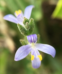 Carlowrightia parviflora