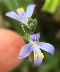 Carlowrightia parviflora