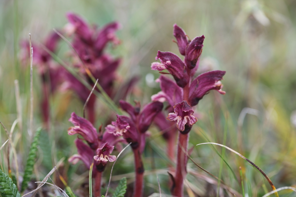 Orobanche raddeana