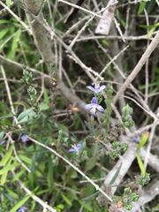 Carlowrightia parviflora