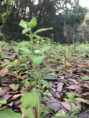 Lithospermum matamorense