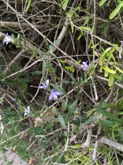Carlowrightia parviflora