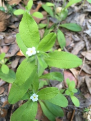 Lithospermum matamorense