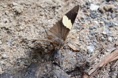 Colobura dirce
