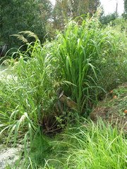 Zizania latifolia