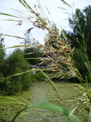Zizania latifolia