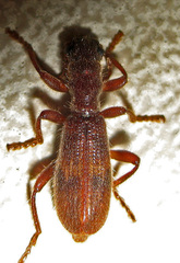 Cymatodera vandykei