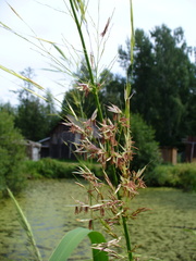 Zizania latifolia