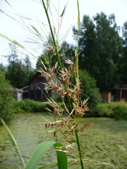 Zizania latifolia