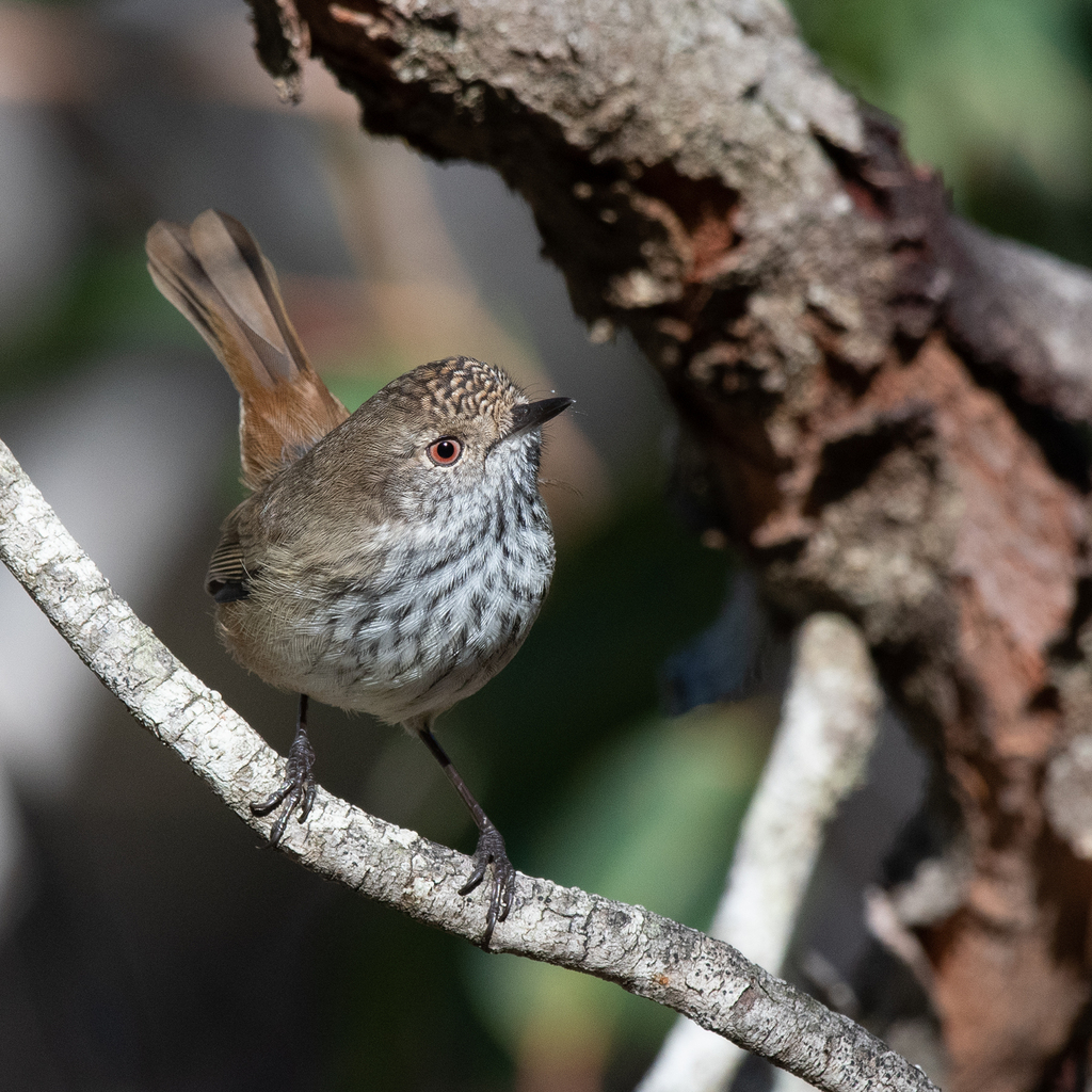 Inland Thornbill (Acanthiza apicalis) photo
