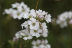 Gypsophila tenuifolia