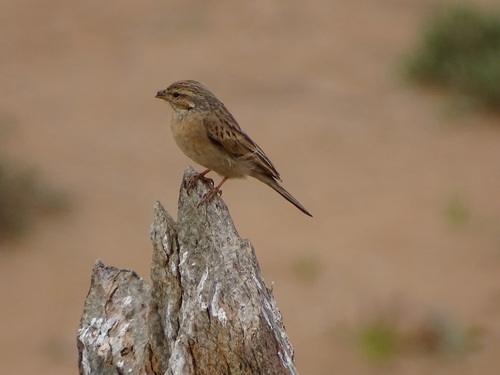 Lark-like Bunting (Emberiza impetuani), photo 7
