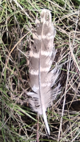 Plume de Perdrix grise