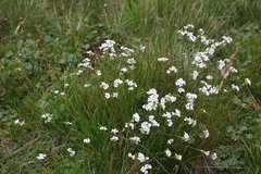 Gypsophila tenuifolia