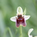 Levant Orchid - Photo (c) purperlibel, some rights reserved (CC BY-SA), uploaded by purperlibel