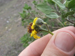 Encelia canescens