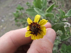 Encelia canescens