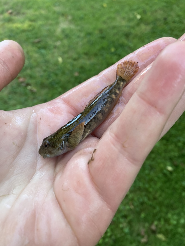 Freshwater Sculpins from Kimberton Rd, Phoenixville, PA, US on ...