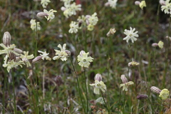 Silene lychnidea