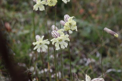 Silene lychnidea