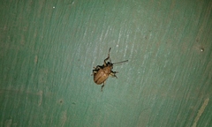 Colaspis cribricollis