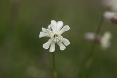 Silene lychnidea