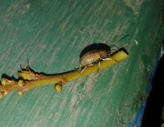 Colaspis cribricollis