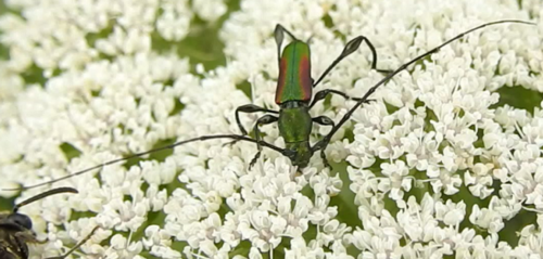 Ischionodonta iridipennis