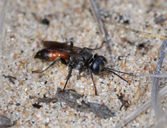 Tachysphex pompiliformis