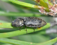 Prosternon tessellatum