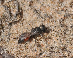Tachysphex pompiliformis