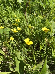 Eschscholzia ramosa