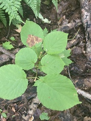 Viburnum lantanoides image