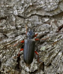 Tetropium castaneum