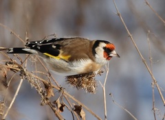 Carduelis carduelis