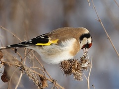 Carduelis carduelis