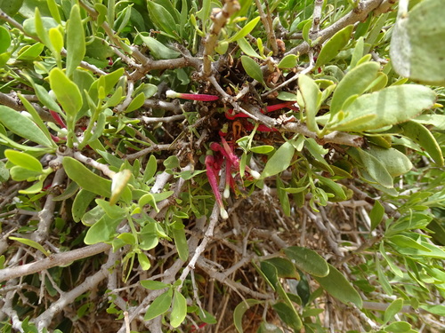 Image of Tapinanthus oleifolius by (c) Shaun Swanepoel, some rights reserved (CC BY)
