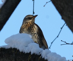 Turdus pilaris