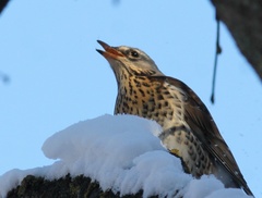 Turdus pilaris