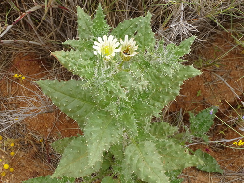 Codon royenii (Codon royenii)