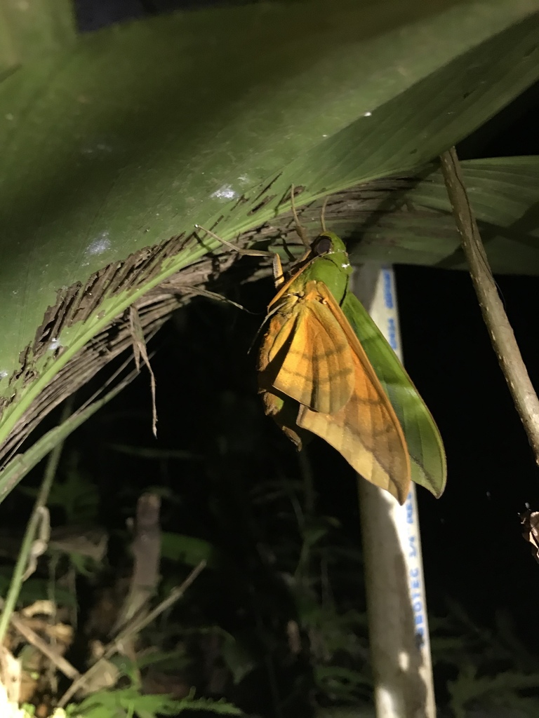 Oryba achemenides